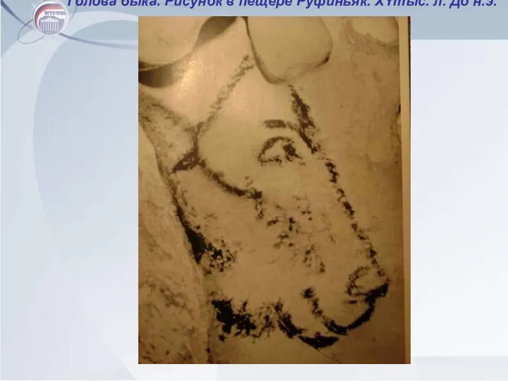 Голова быка. Рисунок в пещере Руфиньяк. XYтыс. л. До н.э. Голова