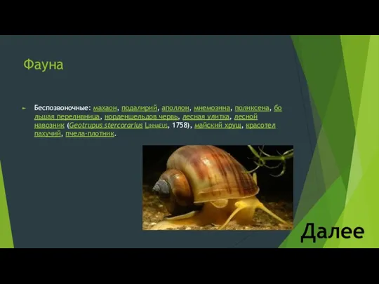 Фауна Беспозвоночные: махаон, подалирий, аполлон, мнемозина, поликсена, большая переливница, норденшельдов червь,