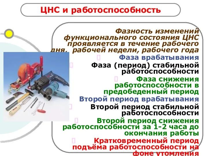 ЦНС и работоспособность Фазность изменений функционального состояния ЦНС проявляется в течение