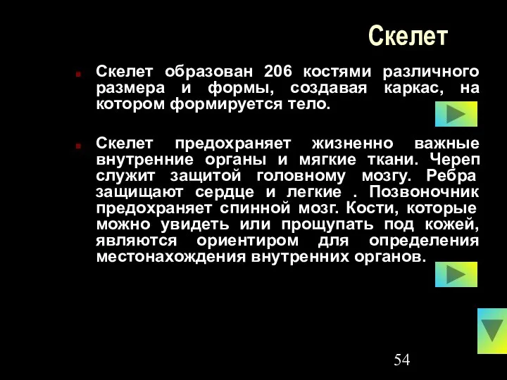 Скелет Скелет образован 206 костями различного размера и формы, создавая каркас,