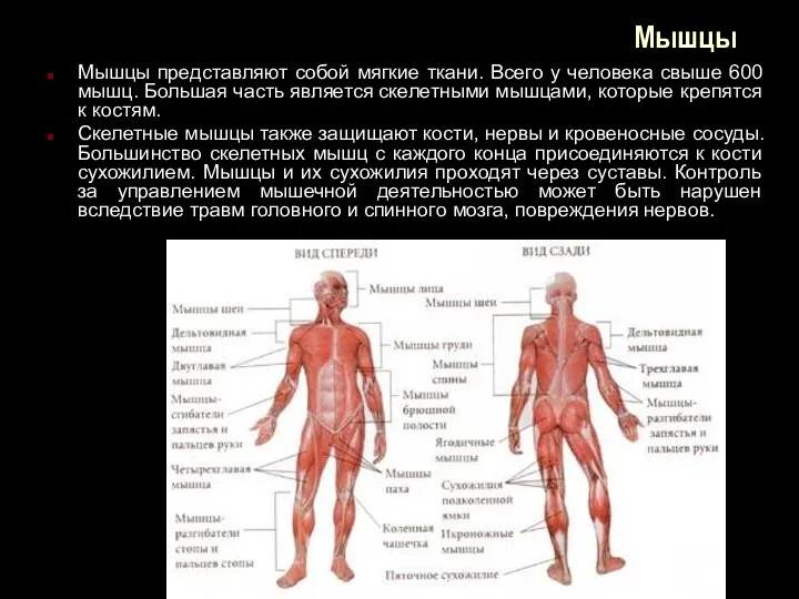 Мышцы Мышцы представляют собой мягкие ткани. Всего у человека свыше 600