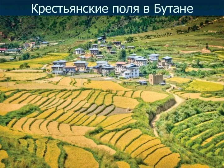 Крестьянские поля в Бутане