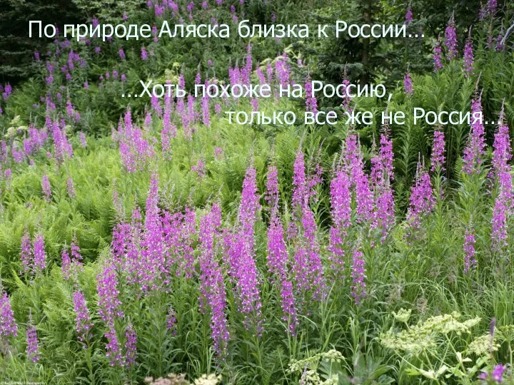 …Хоть похоже на Россию, только все же не Россия… По природе Аляска близка к России…