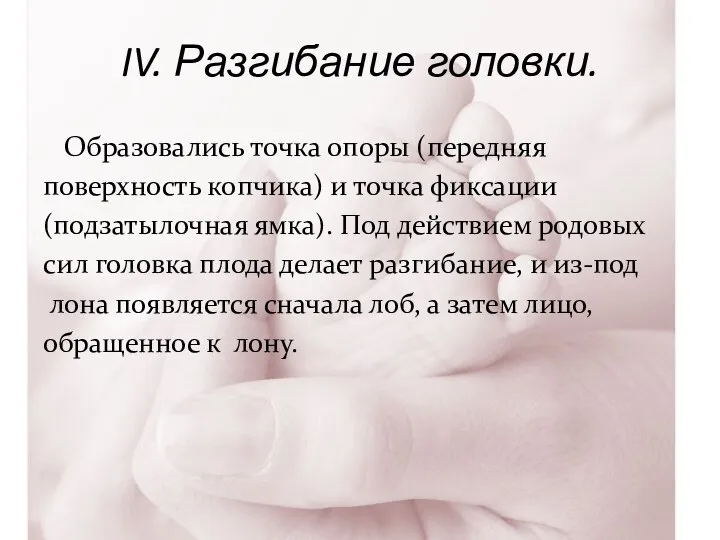 IV. Разгибание головки. Образовались точка опоры (передняя поверхность копчика) и точка