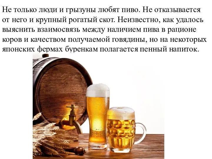 Не только люди и грызуны любят пиво. Не отказывается от него