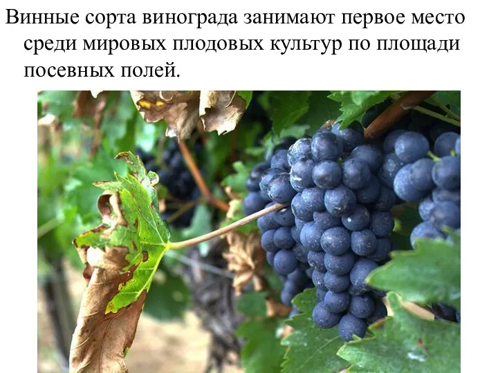 Винные сорта винограда занимают первое место среди мировых плодовых культур по площади посевных полей.