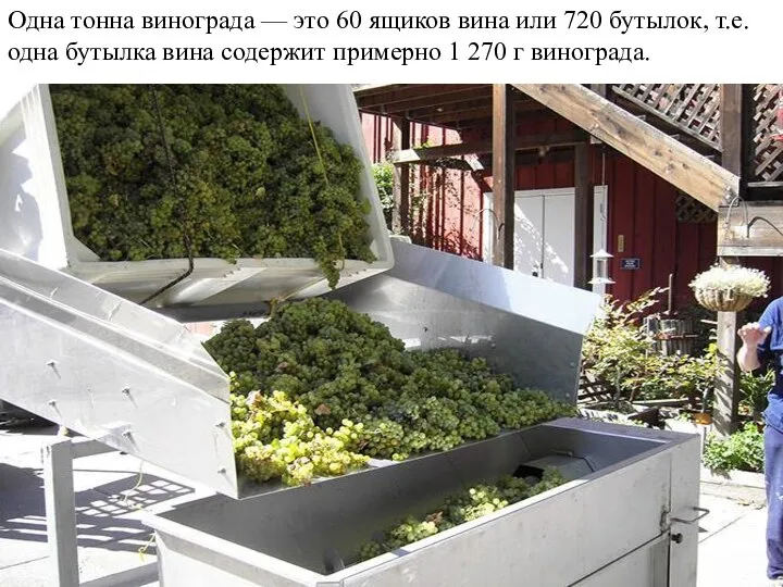 Одна тонна винограда — это 60 ящиков вина или 720 бутылок,