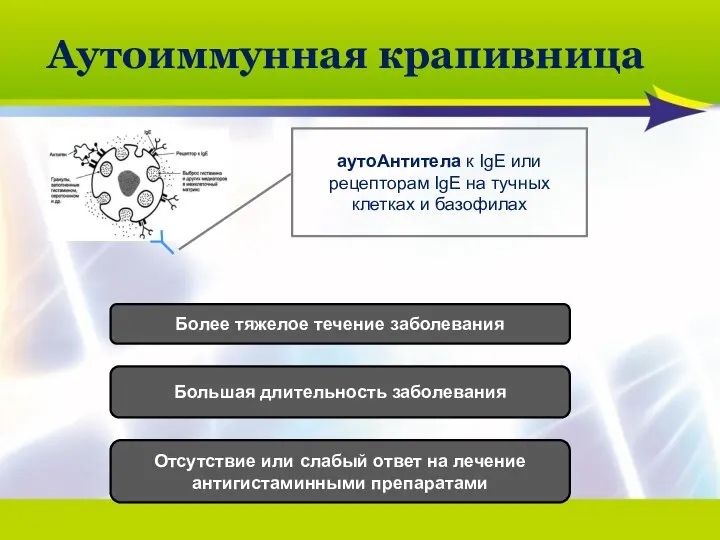 Аутоиммунная крапивница аутоАнтитела к IgE или рецепторам IgE на тучных клетках