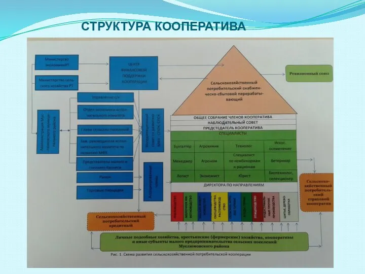 СТРУКТУРА КООПЕРАТИВА