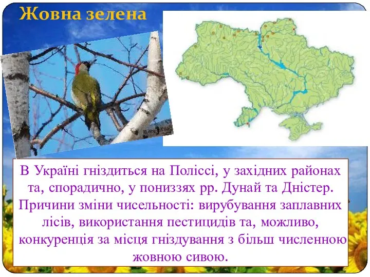 В Україні гніздиться на Поліссі, у західних районах та, спорадично, у