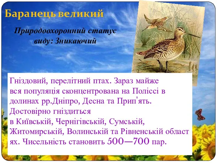 Баранець великий Гніздовий, перелітний птах. Зараз майже вся популяція сконцентрована на