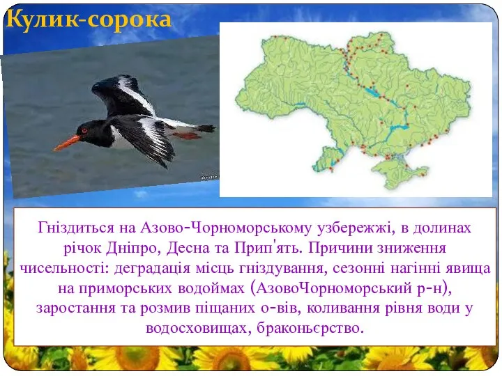 Кулик-сорока Гніздиться на Азово-Чорноморському узбережжі, в долинах річок Дніпро, Десна та