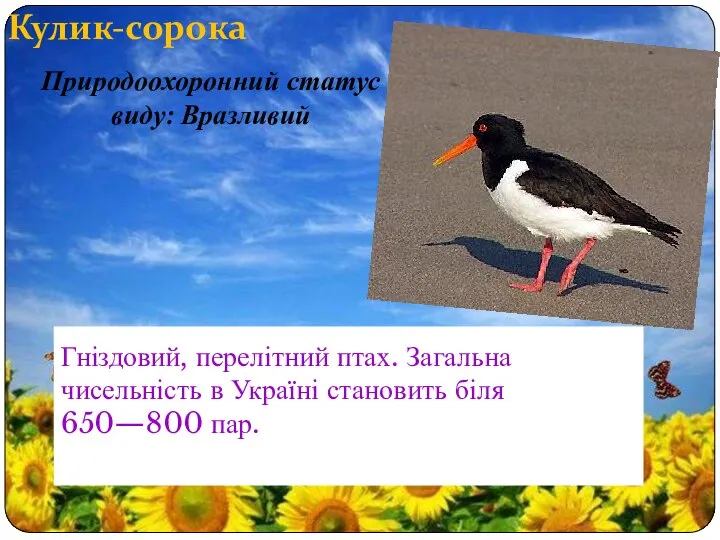 Кулик-сорока Гніздовий, перелітний птах. Загальна чисельність в Україні становить біля 650—800 пар. Природоохоронний статус виду: Вразливий