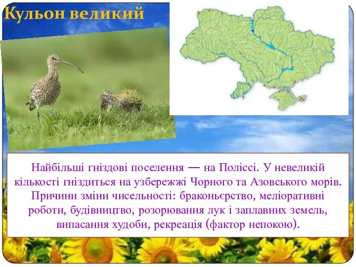 Кульон великий Найбільші гніздові поселення — на Поліссі. У невеликій кількості