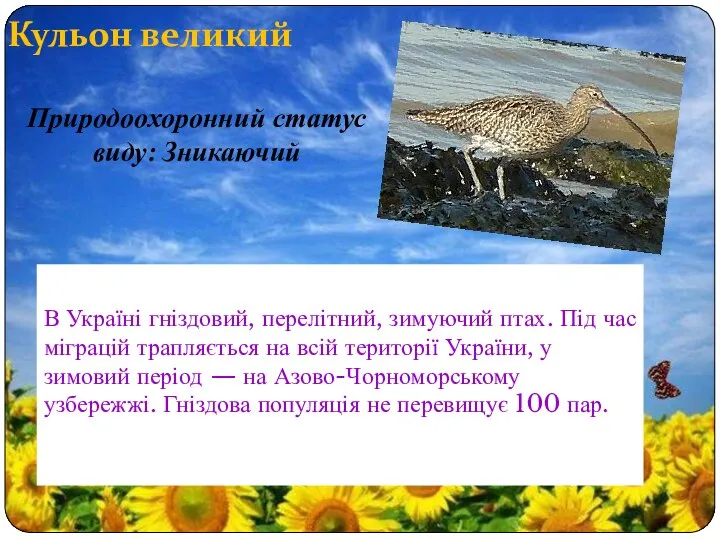 Кульон великий В Україні гніздовий, перелітний, зимуючий птах. Під час міграцій