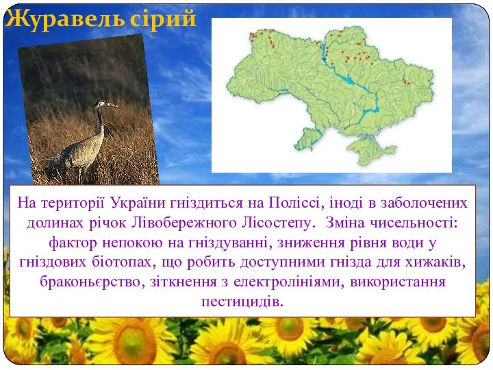 Журавель сірий На території України гніздиться на Поліссі, іноді в заболочених