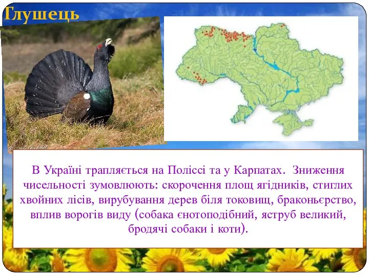 Глушець В Україні трапляється на Поліссі та у Карпатах. Зниження чисельності