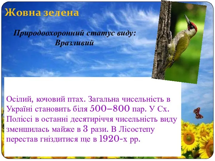 Жовна зелена Осілий, кочовий птах. Загальна чисельність в Україні становить біля