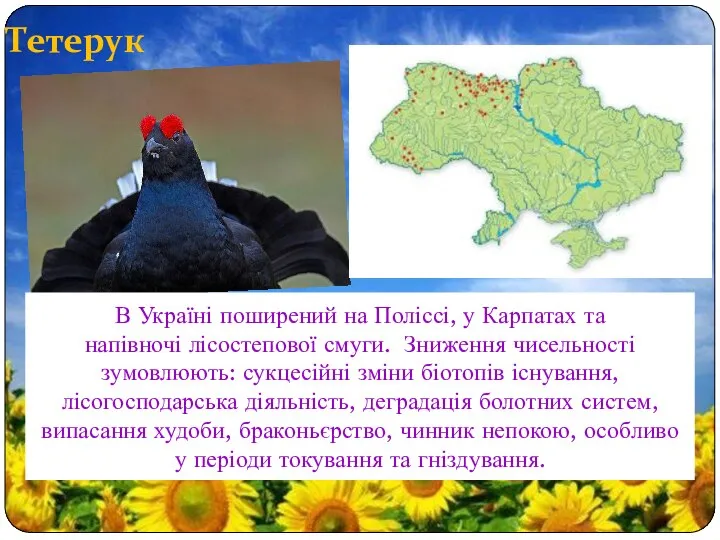 Тетерук В Україні поширений на Поліссі, у Карпатах та напівночі лісостепової