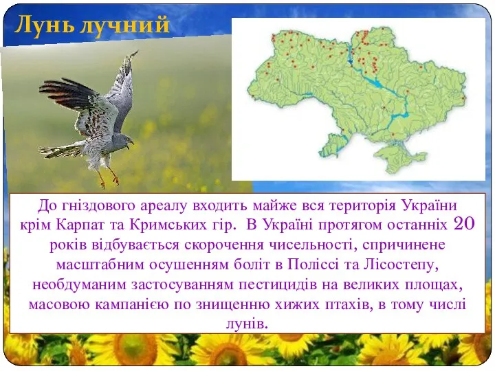Лунь лучний До гніздового ареалу входить майже вся територія України крім