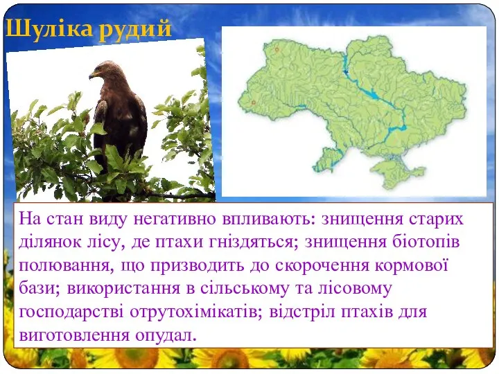 Шуліка рудий На стан виду негативно впливають: знищення старих ділянок лісу,