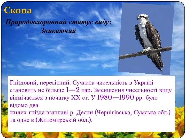 Скопа Гніздовий, перелітний. Сучасна чисельність в Україні становить не більше 1—2