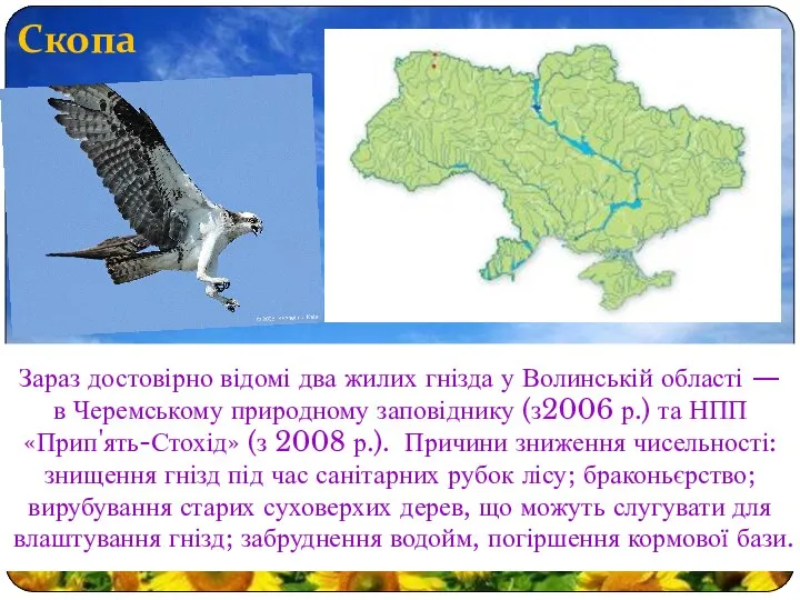 Скопа Зараз достовірно відомі два жилих гнізда у Волинській області —