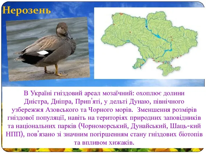 Нерозень В Україні гніздовий ареал мозаїчний: охоплює долини Дністра, Дніпра, Прип'яті,