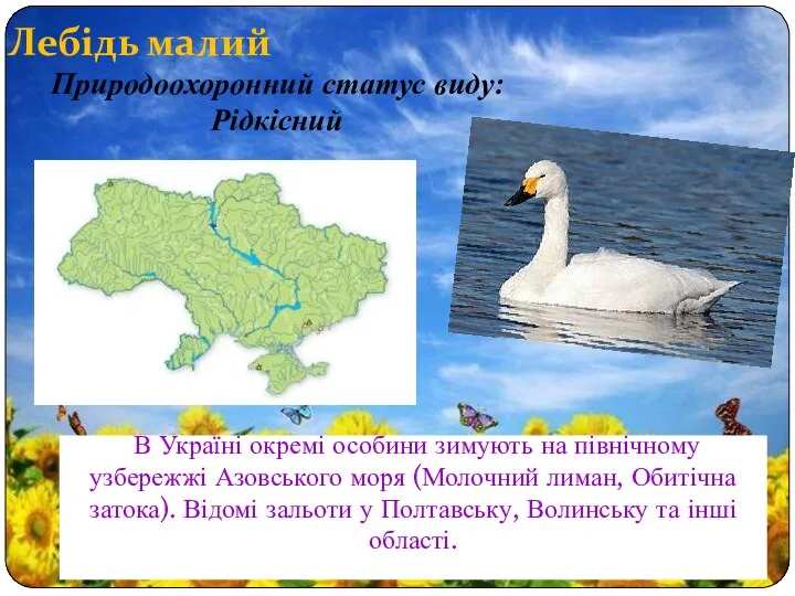 Лебідь малий В Україні окремі особини зимують на північному узбережжі Азовського