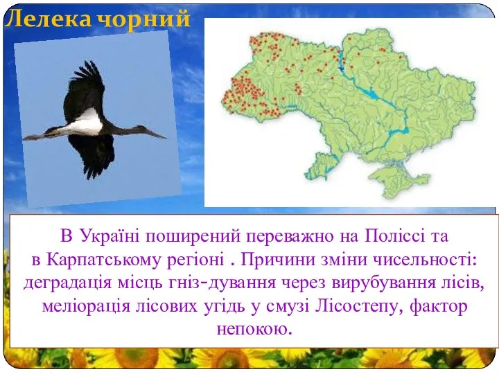 Лелека чорний В Україні поширений переважно на Поліссі та в Карпатському