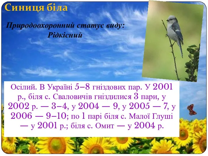 Синиця біла Осілий. В Україні 5–8 гніздових пар. У 2001 р.,