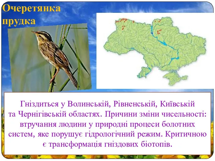 Очеретянка прудка Гніздиться у Волинській, Рівненській, Київській та Чернігівській областях. Причини