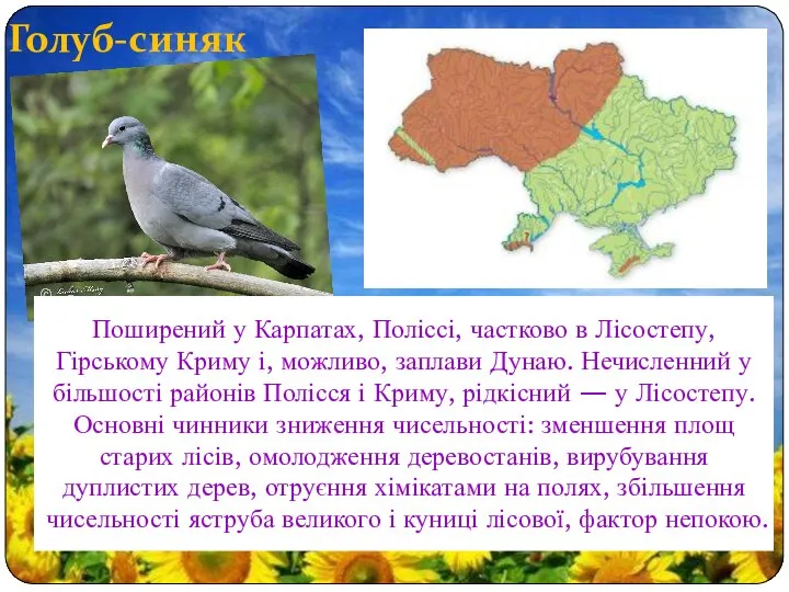 Голуб-синяк Поширений у Карпатах, Поліссі, частково в Лісостепу, Гірському Криму і,
