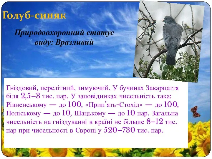 Голуб-синяк Гніздовий, перелітний, зимуючий. У бучинах Закарпаття біля 2,5–3 тис. пар.