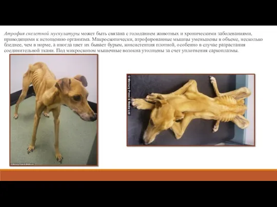 Атрофия скелетной мускулатуры может быть связана с голоданием животных и хроническими