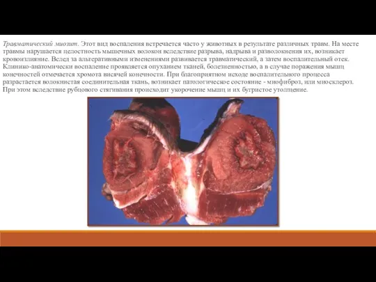 Травматический миозит. Этот вид воспаления встречается часто у животных в результате