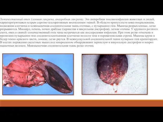 Злокачественный отек (газовая гангрена, анаэробная гангрена). Это анаэробная токсикоинфекция животных и