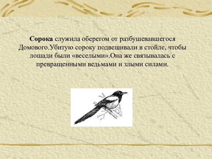 Сорока служила оберегом от разбушевавшегося Домового.Убитую сороку подвешивали в стойле, чтобы