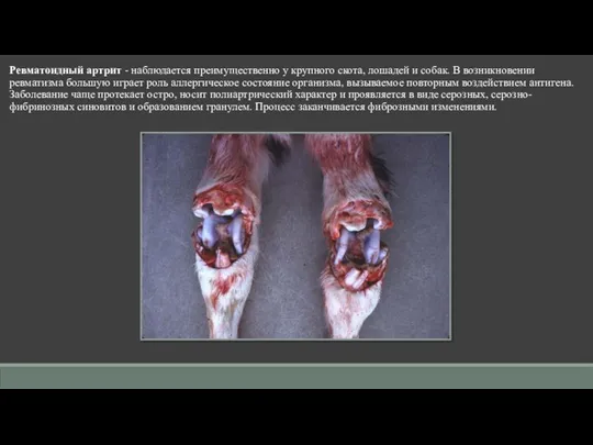 Ревматоидный артрит - наблюдается преимущественно у крупного скота, лошадей и собак.
