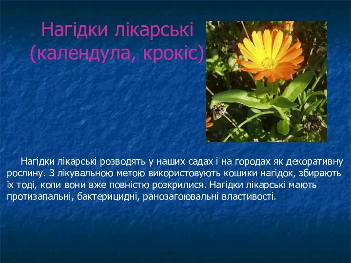 Нагідки лікарські (календула, крокіс) Нагідки лікарські розводять у наших садах і