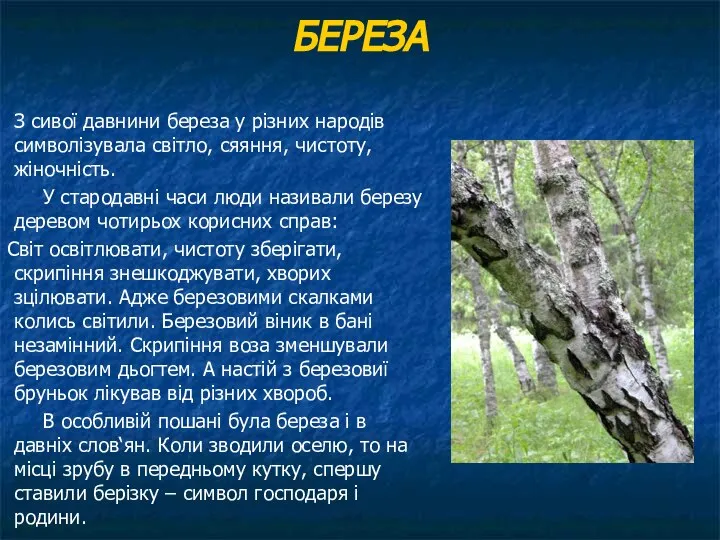 БЕРЕЗА З сивої давнини береза у різних народів символізувала світло, сяяння,