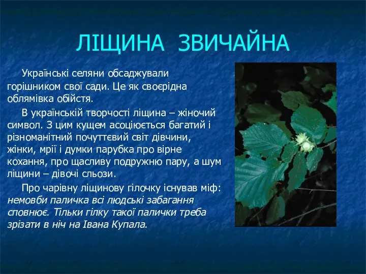 ЛІЩИНА ЗВИЧАЙНА Українські селяни обсаджували горішником свої сади. Це як своєрідна