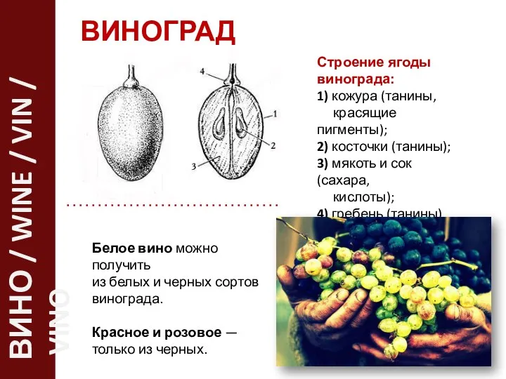 ВИНОГРАД Белое вино можно получить из белых и черных сортов винограда.