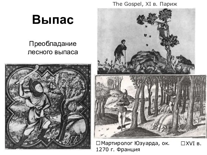 Выпас The Gospel, XI в. Париж XVI в. Преобладание лесного выпаса