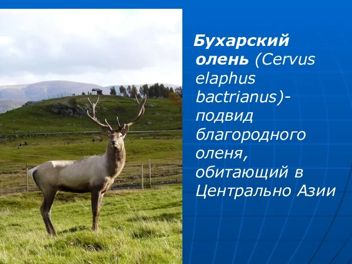 Бухарский олень (Cervus elaphus bactrianus)- подвид благородного оленя, обитающий в Центрально Азии