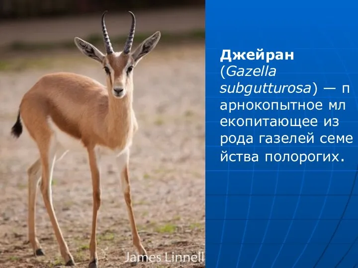 Джейран (Gazella subgutturosa) — парнокопытное млекопитающее из рода газелей семейства полорогих.