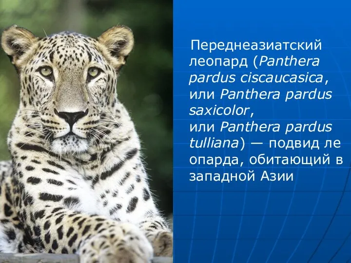 Переднеазиатский леопард (Panthera pardus ciscaucasica, или Panthera pardus saxicolor, или Panthera