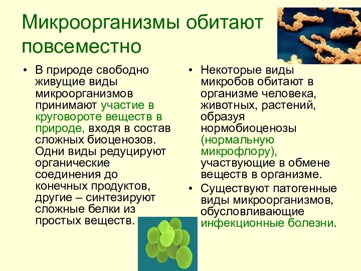 Микроорганизмы обитают повсеместно В природе свободно живущие виды микроорганизмов принимают участие