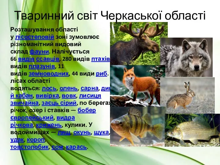 Тваринний світ Черкаської області Розташування області у лісостеповій зоні зумовлює різноманітний