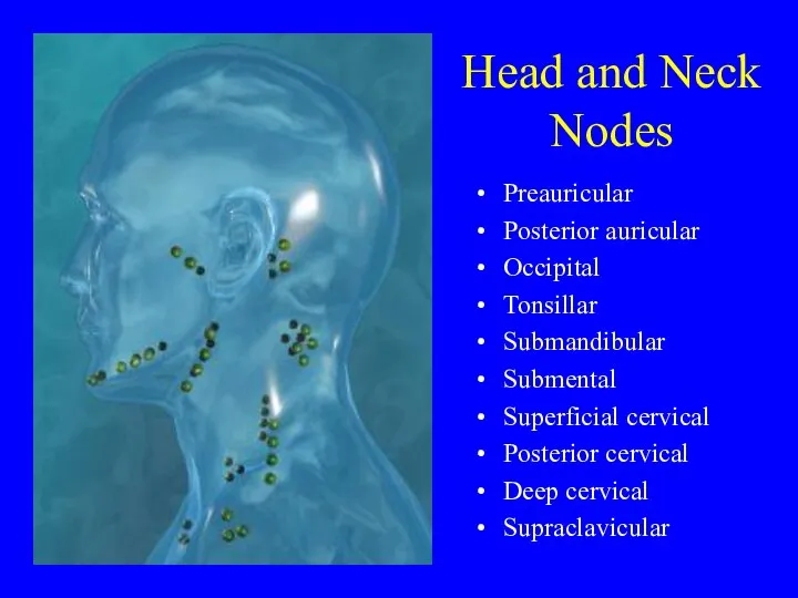 Head and Neck Nodes Preauricular Posterior auricular Occipital Tonsillar Submandibular Submental